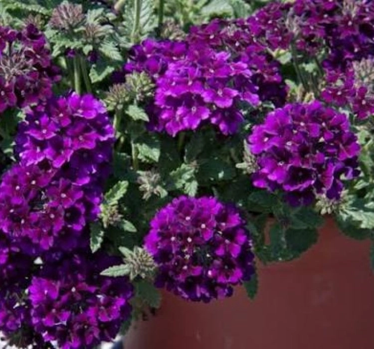 Mine%20Sarkan%20Antik%20Purble%20Renk%20-%20Saksılık%2010%20Tohum