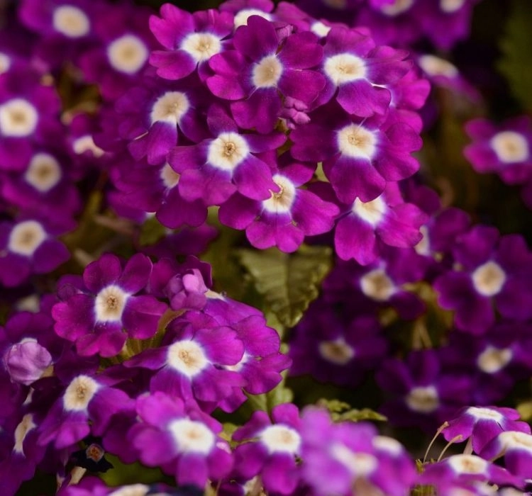 Mine%20Sarkan%20Antik%20Violet%20Renk%20-%20Saksılık%2010%20Tohum