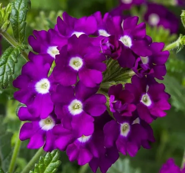 Mine%20Sarkan%20Antik%20Violet%20Renk%20-%20Saksılık%2010%20Tohum