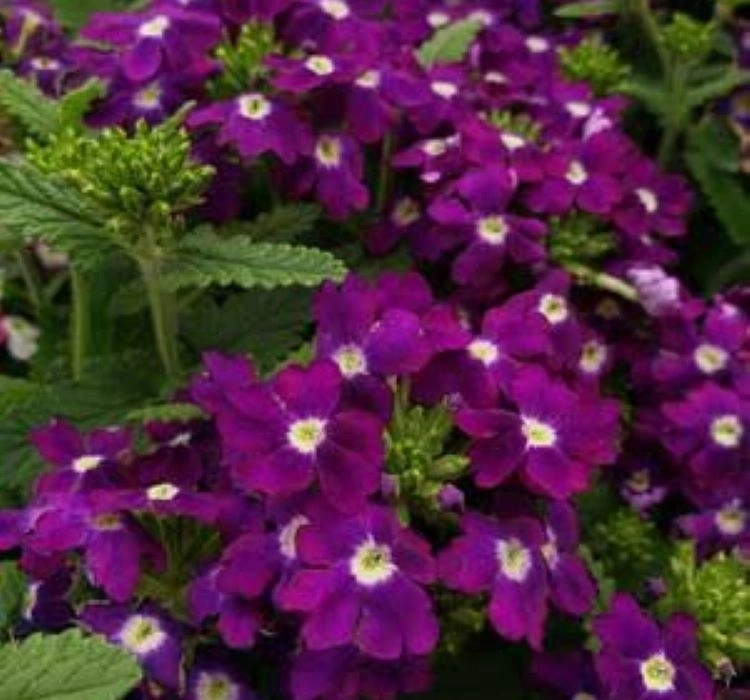 Mine%20Sarkan%20Antik%20Violet%20Renk%20-%20Saksılık%2010%20Tohum