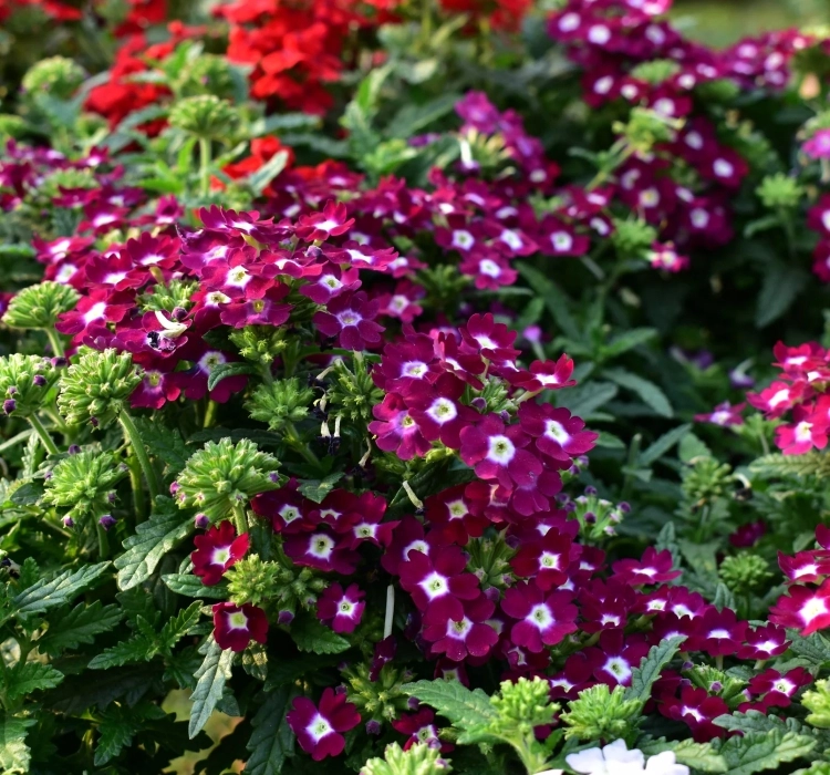 Mine%20Sarkan%20Antik%20Violet%20Renk%20-%20Saksılık%2010%20Tohum