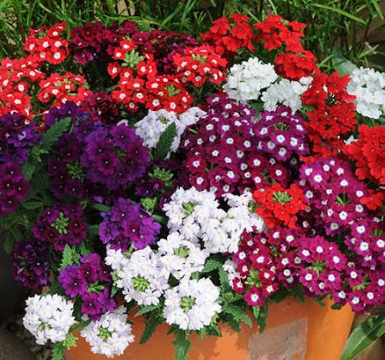 Mine%20Sarkan%20Antik%20Violet%20Renk%20-%20Saksılık%2010%20Tohum