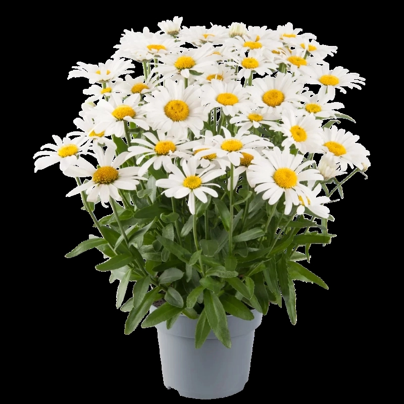 Papatya%20İri%20Çiçek%20Kalıcı%20-%20Saksılık%2010%20Tohum