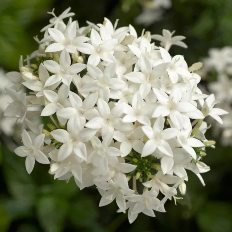 Pentas%20Elite%20Seri%20Beyaz%20Renk%20-%20Saksılık%205%20Tohum