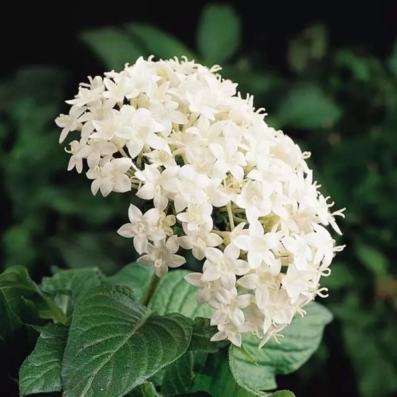 Pentas%20Elite%20Seri%20Beyaz%20Renk%20-%20Saksılık%205%20Tohum