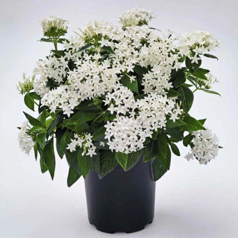Pentas%20Elite%20Seri%20Beyaz%20Renk%20-%20Saksılık%205%20Tohum