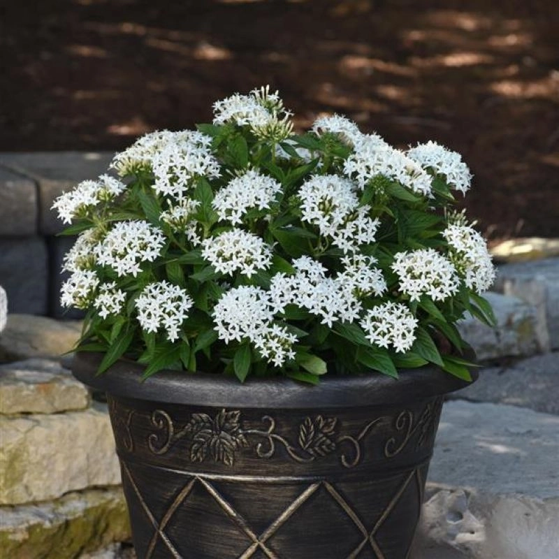 Pentas%20Elite%20Seri%20Beyaz%20Renk%20-%20Saksılık%205%20Tohum