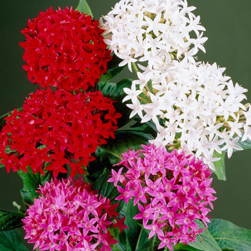 Pentas%20Elite%20Seri%20Karışık%20Renk%20-%20Saksılık%205%20Tohum