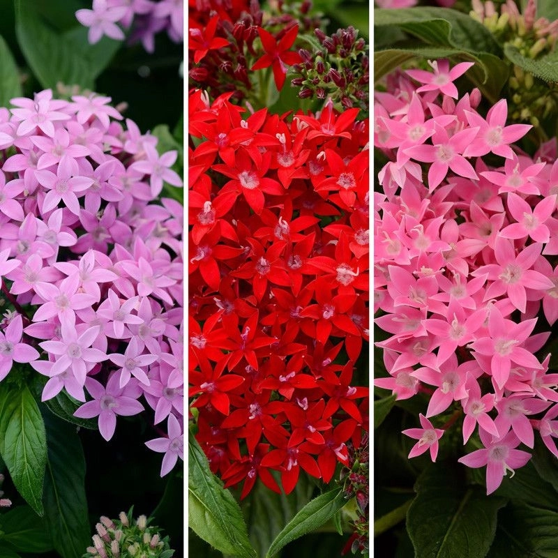 Pentas%20Elite%20Seri%20Karışık%20Renk%20-%20Saksılık%205%20Tohum