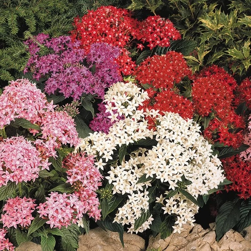 Pentas%20Elite%20Seri%20Karışık%20Renk%20-%20Saksılık%205%20Tohum