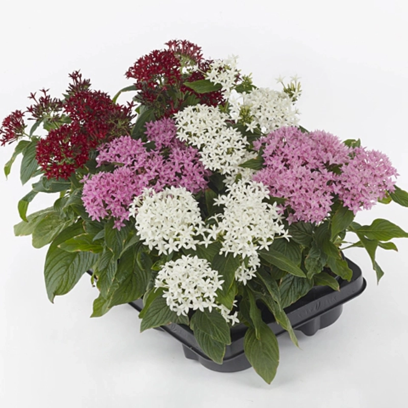 Pentas%20Elite%20Seri%20Karışık%20Renk%20-%20Saksılık%205%20Tohum