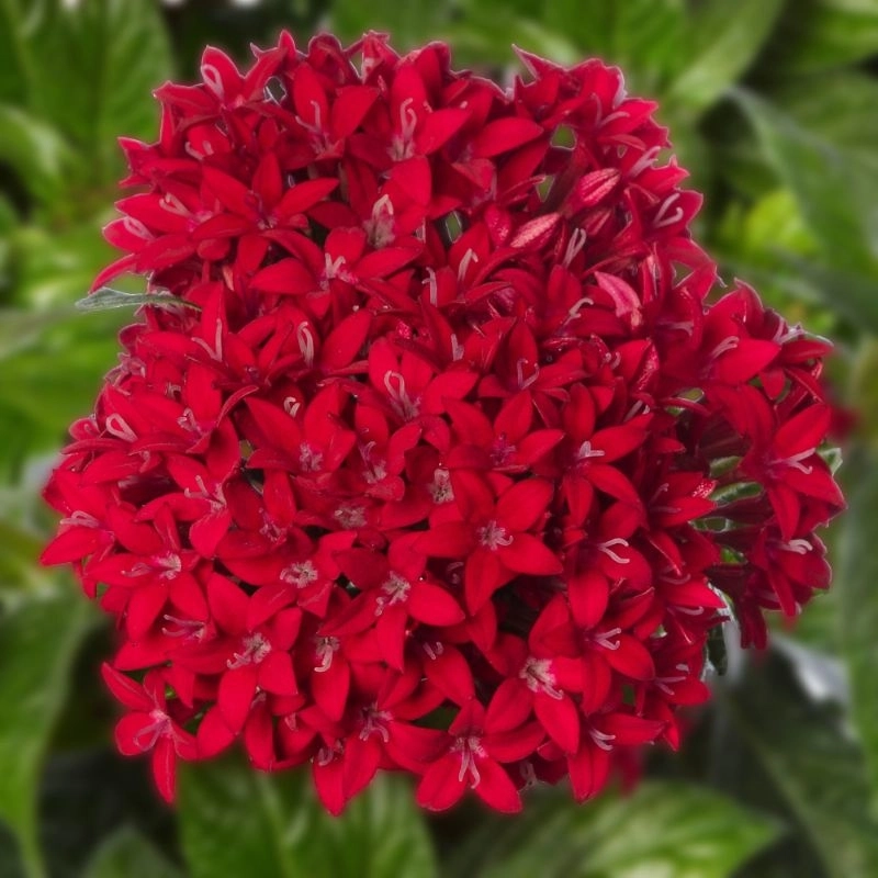 Pentas%20Elite%20Seri%20Kırmızı%20Renk%20-%20Saksılık%205%20Tohum