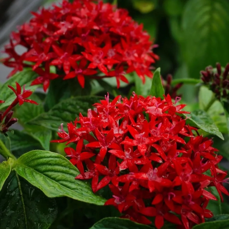 Pentas%20Elite%20Seri%20Kırmızı%20Renk%20-%20Saksılık%205%20Tohum