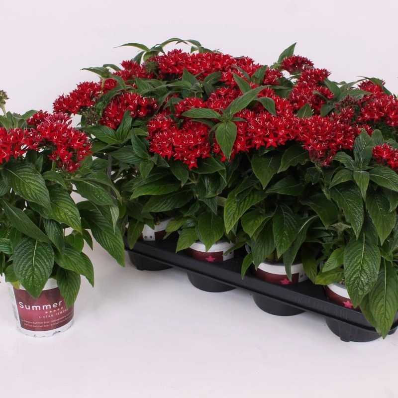 Pentas%20Elite%20Seri%20Kırmızı%20Renk%20-%20Saksılık%205%20Tohum