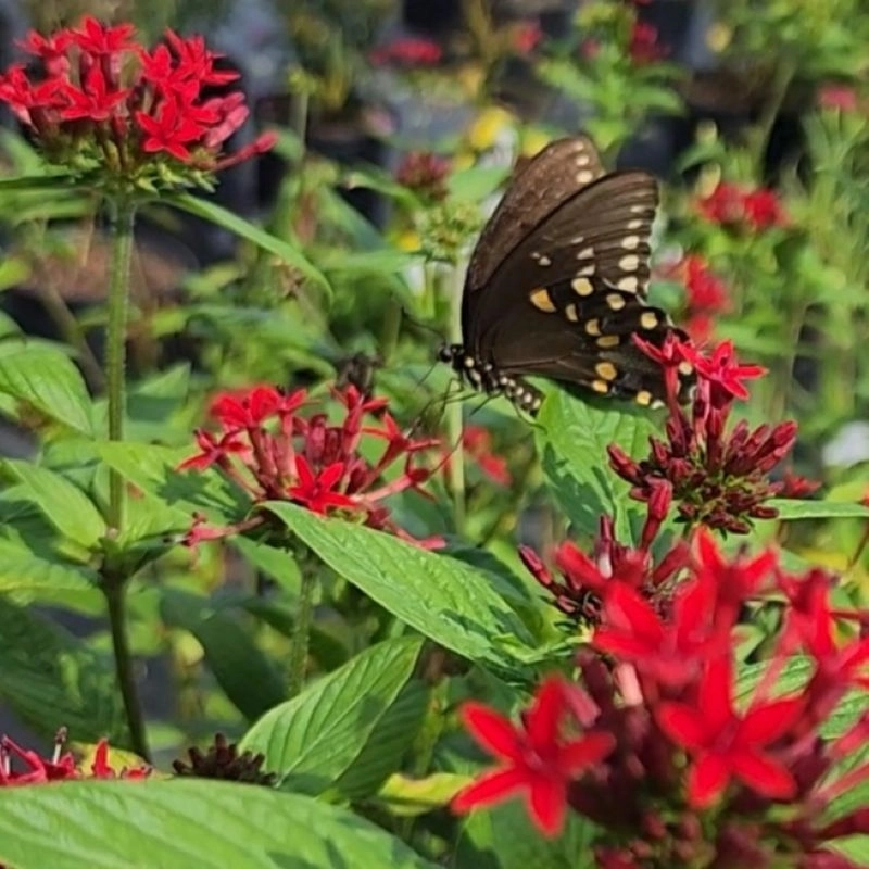 Pentas%20Elite%20Seri%20Kırmızı%20Renk%20-%20Saksılık%205%20Tohum