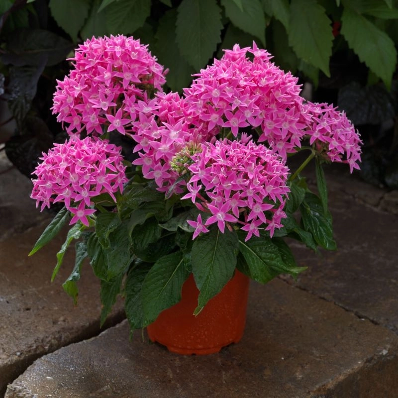 Pentas%20Elite%20Seri%20Pembe%20Renk%20-%20Saksılık%205%20Tohum