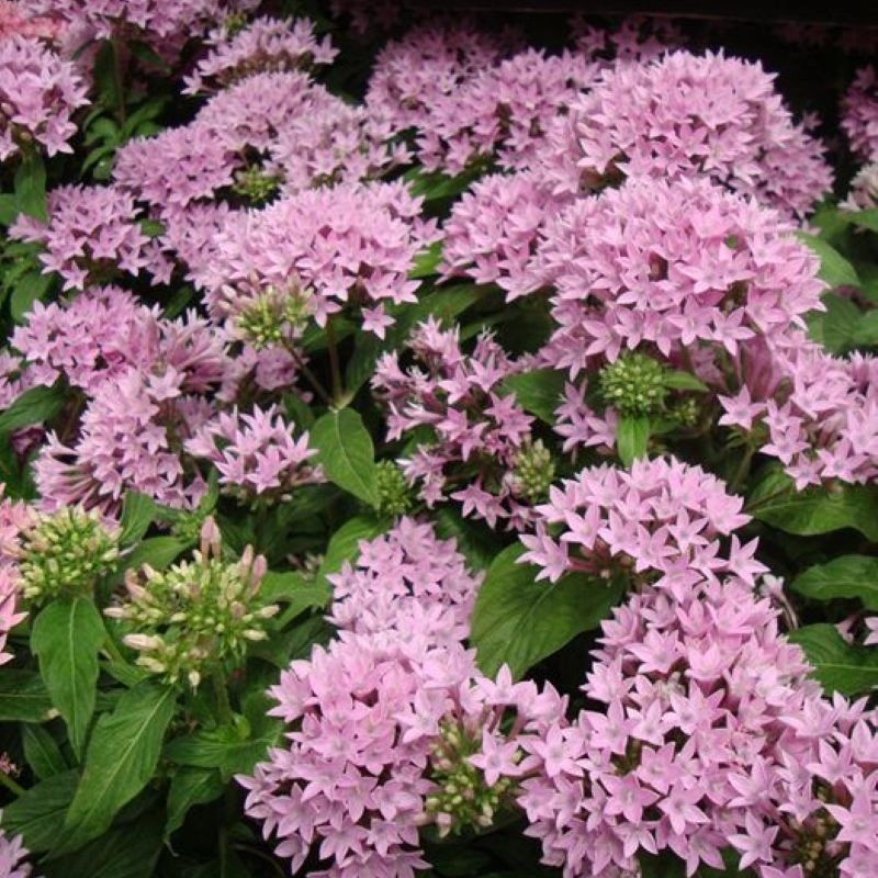 Pentas%20Elite%20Seri%20Pembe%20Renk%20-%20Saksılık%205%20Tohum