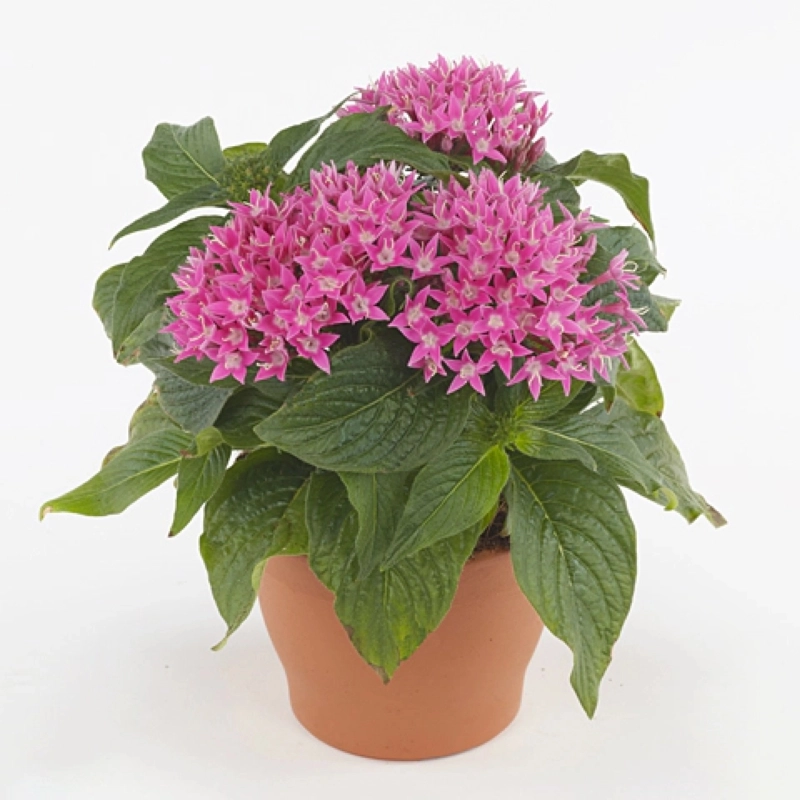 Pentas%20Elite%20Seri%20Pembe%20Renk%20-%20Saksılık%205%20Tohum