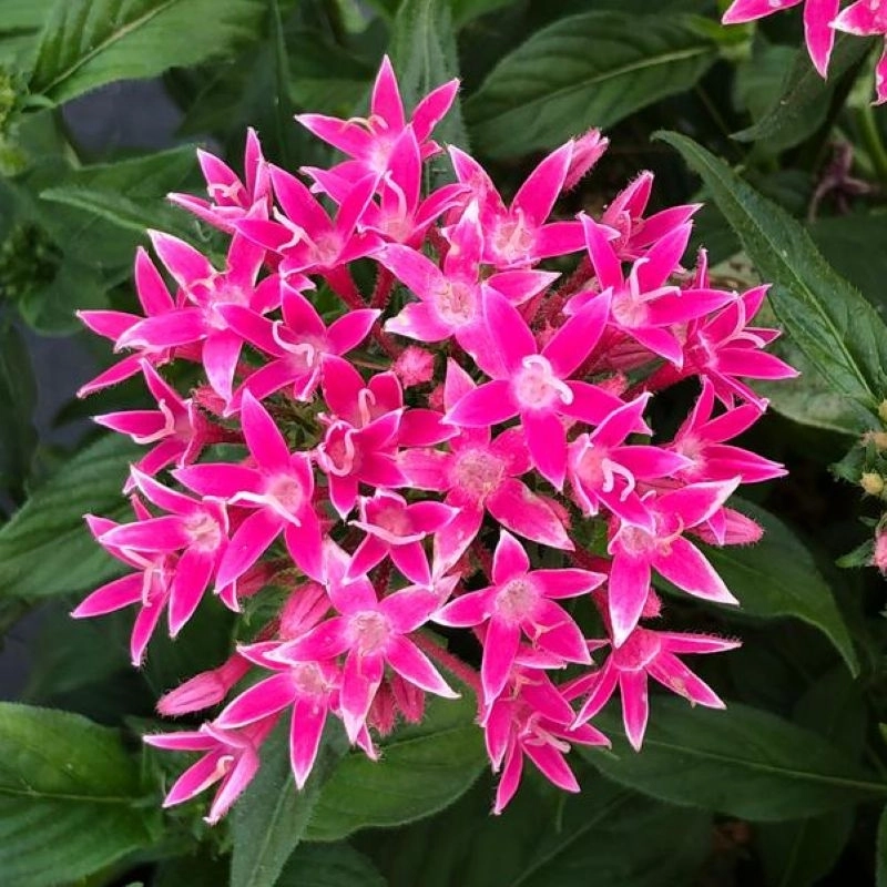 Pentas%20Elite%20Seri%20Pembe%20Renk%20-%20Saksılık%205%20Tohum