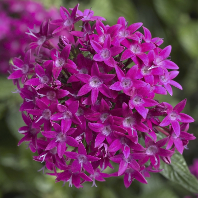 Pentas%20Elite%20Seri%20Viyolet%20Renk%20-%20Saksılık%205%20Tohum