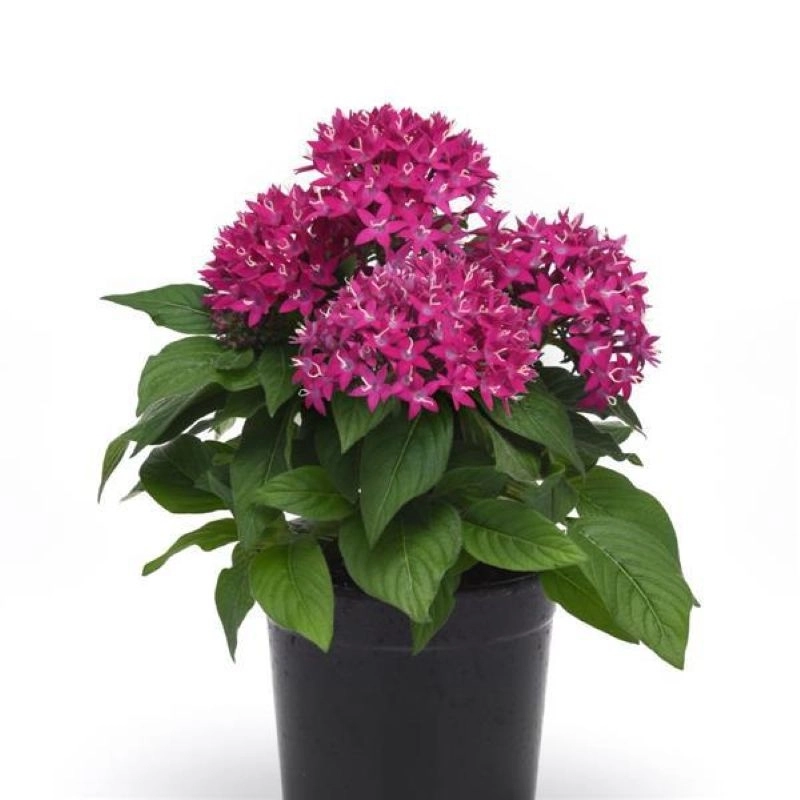 Pentas%20Elite%20Seri%20Viyolet%20Renk%20-%20Saksılık%205%20Tohum