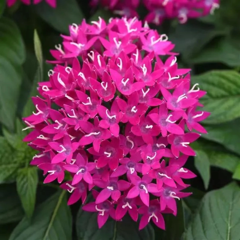 Pentas%20Elite%20Seri%20Viyolet%20Renk%20-%20Saksılık%205%20Tohum