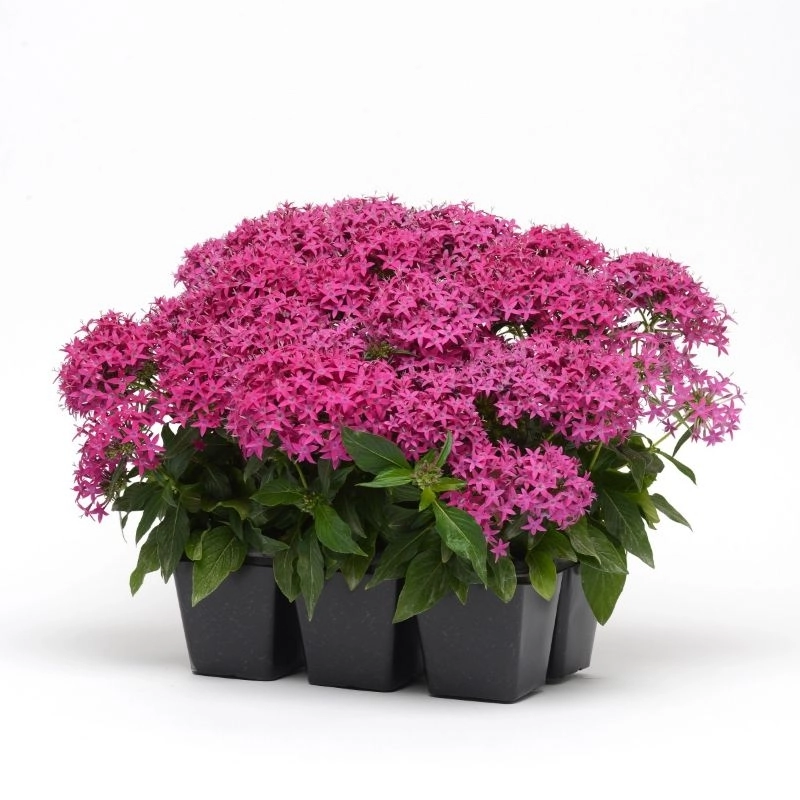 Pentas%20Elite%20Seri%20Viyolet%20Renk%20-%20Saksılık%205%20Tohum
