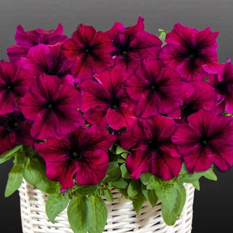 Petunya%20Yaz%20Serisi%20Burgundy%20Renk%20-%20Saksılık%2010%20Tohum