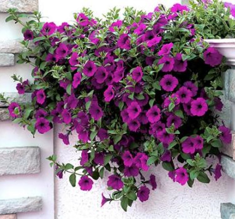 Petunya%20-%20Büyük%20Dev%20Salkım%20Sarkıcı%20-%20PURBLE (%205%20Tohum%20)