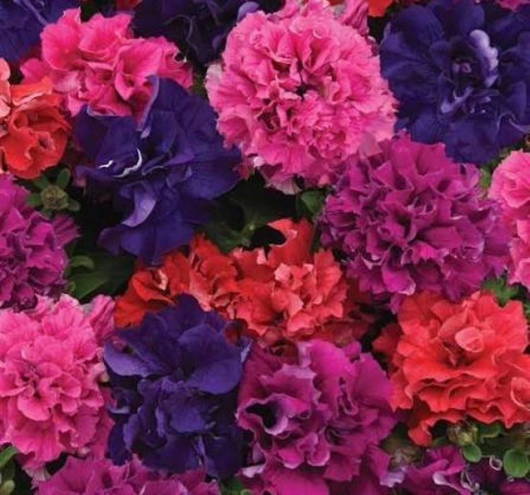 Petunya%20Katmerli%20Seri%20Pembe%20Renk%20-%20Saksılık%2010%20Tohum