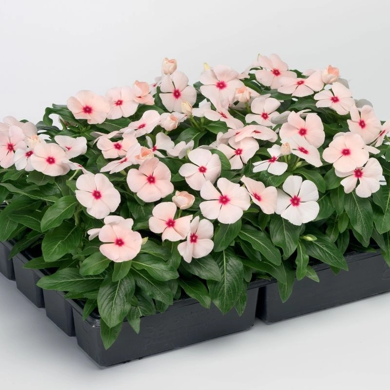 Rozet%20Çiçeği%20Bodur%20Seri%20Apricot%20Renk%20-%20Saksılık%2010%20Tohum