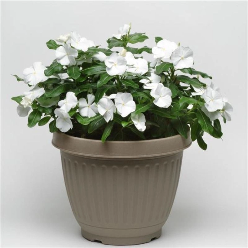 Rozet%20Çiçeği%20Bodur%20Seri%20Beyaz%20Renk%20-%20Saksılık%2010%20Tohum