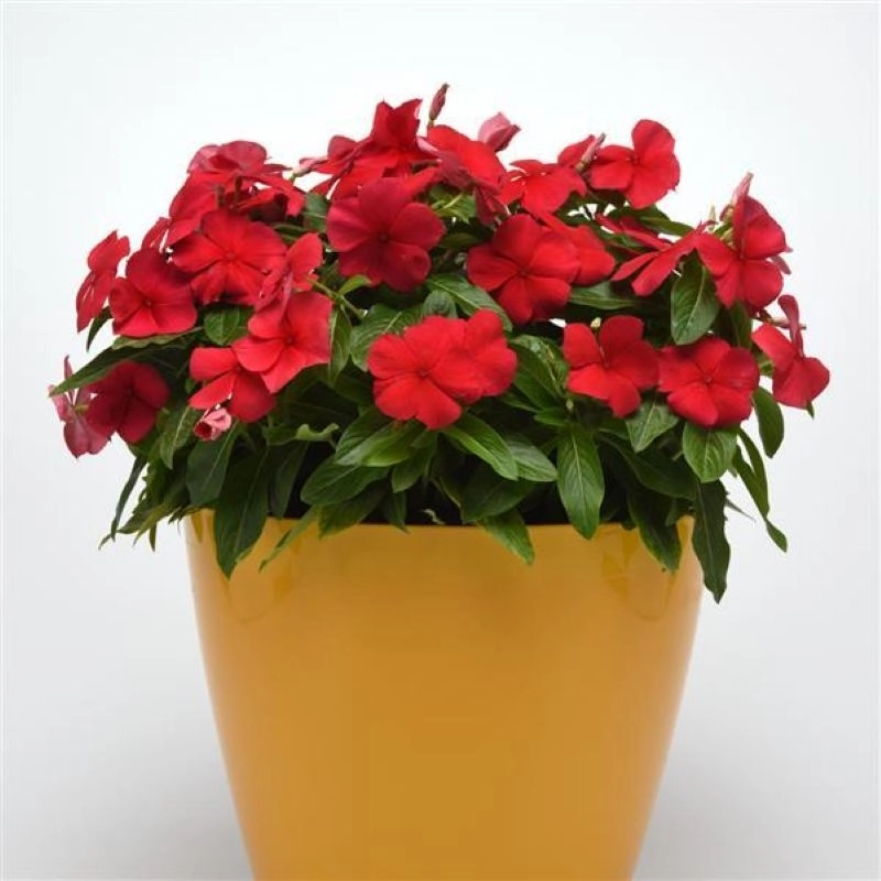 Rozet%20Çiçeği%20Bodur%20Seri%20Kırmızı%20Renk%20-%20Saksılık%2010%20Tohum