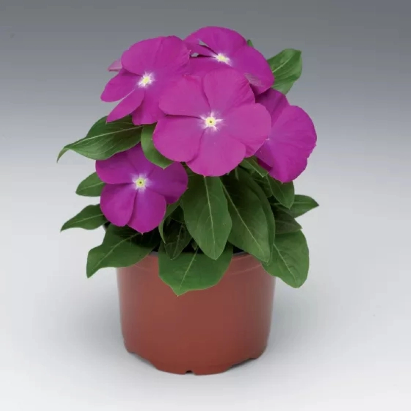 Rozet%20Çiçeği%20Bodur%20Seri%20Pembe%20Renk%20-%20Saksılık%2010%20Tohum