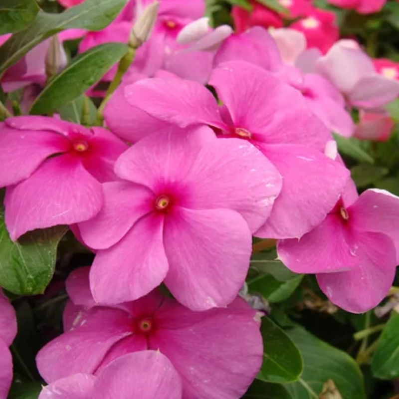 Rozet%20Çiçeği%20Bodur%20Seri%20Pembe%20Renk%20-%20Saksılık%2010%20Tohum