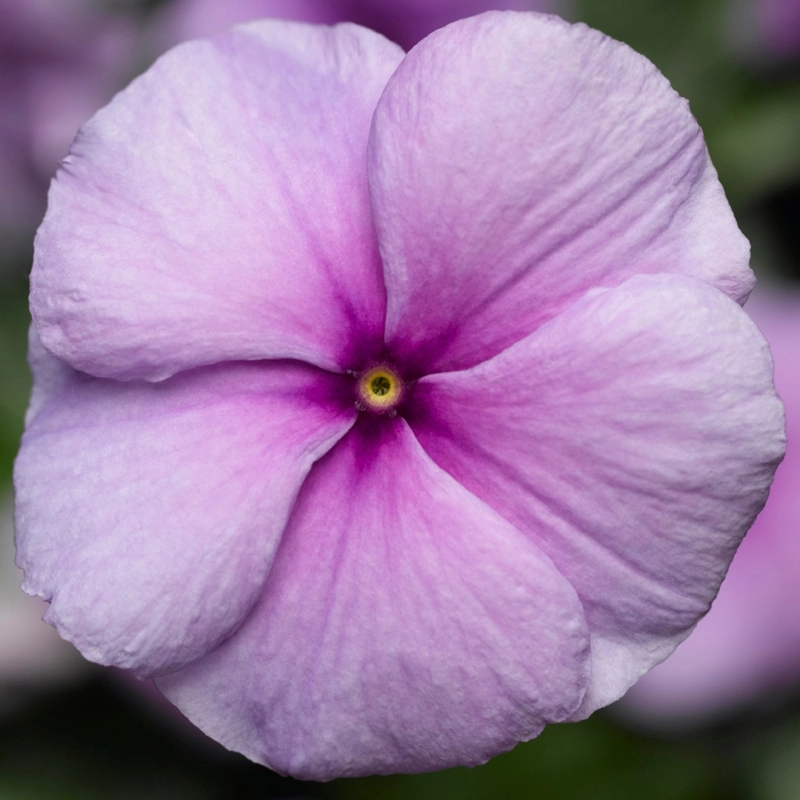 Rozet%20Çiçeği%20Bodur%20Seri%20Purple%20Renk%20-%20Saksılık%2010%20Tohum