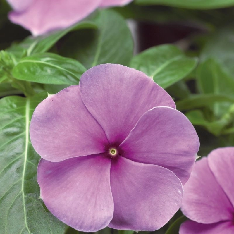 Rozet%20Çiçeği%20Bodur%20Seri%20Purple%20Renk%20-%20Saksılık%2010%20Tohum