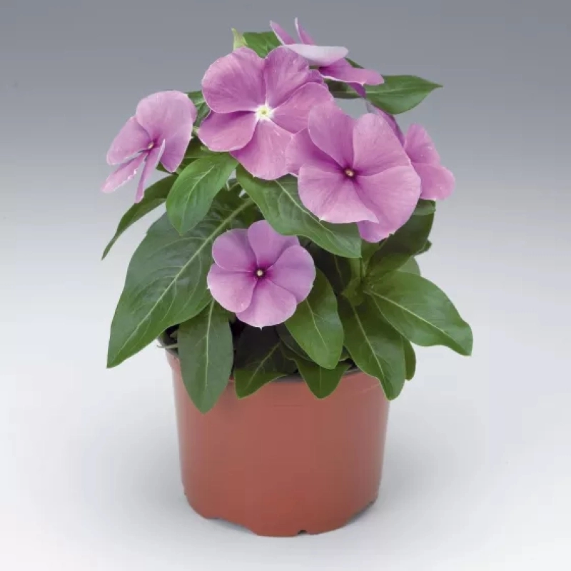 Rozet%20Çiçeği%20Bodur%20Seri%20Purple%20Renk%20-%20Saksılık%2010%20Tohum