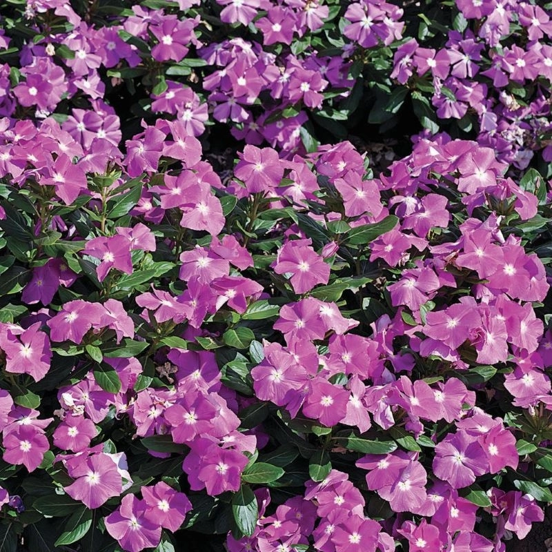 Rozet%20Çiçeği%20Bodur%20Seri%20Purple%20Renk%20-%20Saksılık%2010%20Tohum