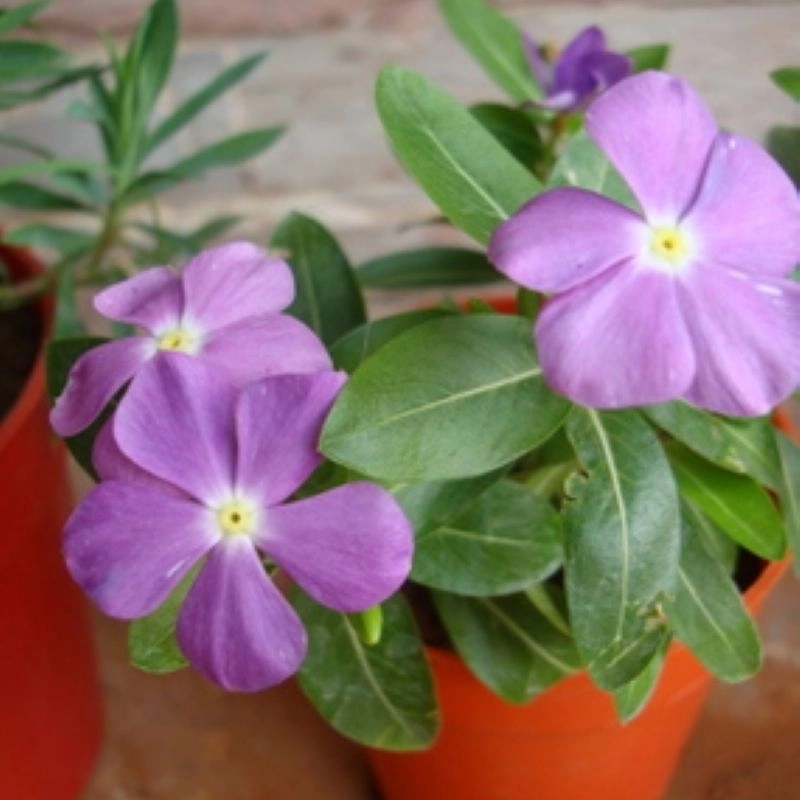 Rozet%20Çiçeği%20Bodur%20Seri%20Purple%20Renk%20-%20Saksılık%2010%20Tohum