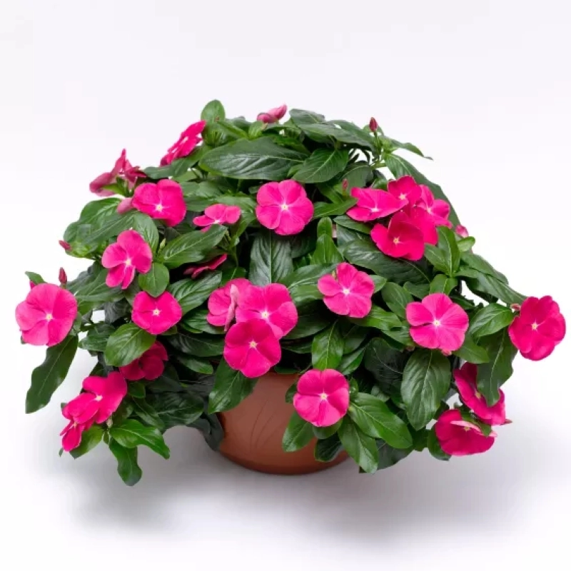 Rozet%20Çiçeği%20Sarkan%20Seri%20Cheery%20Renk%20-%20Saksılık%205%20Tohum
