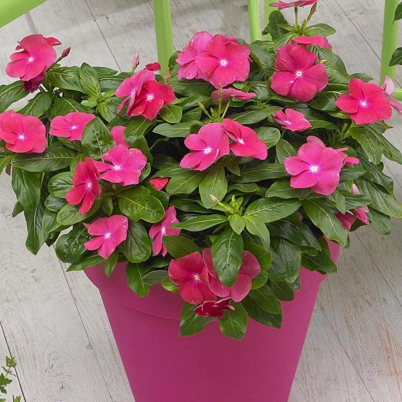 Rozet%20Çiçeği%20Sarkan%20Seri%20Cheery%20Renk%20-%20Saksılık%205%20Tohum