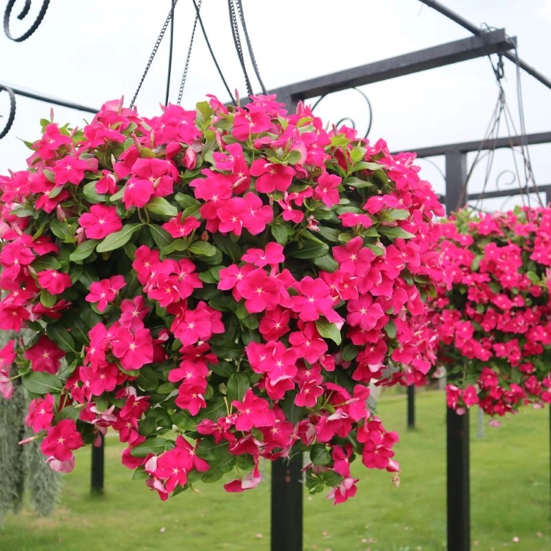 Rozet%20Çiçeği%20Sarkan%20Seri%20Cheery%20Renk%20-%20Saksılık%205%20Tohum