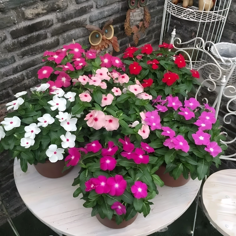 Rozet%20Çiçeği%20Sarkan%20Seri%20Karışık%20Renk%20-%20Saksılık%205%20Tohum