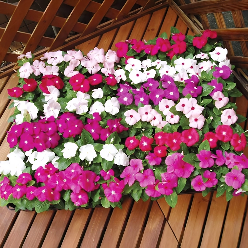 Rozet%20Çiçeği%20Sarkan%20Seri%20Karışık%20Renk%20-%20Saksılık%205%20Tohum