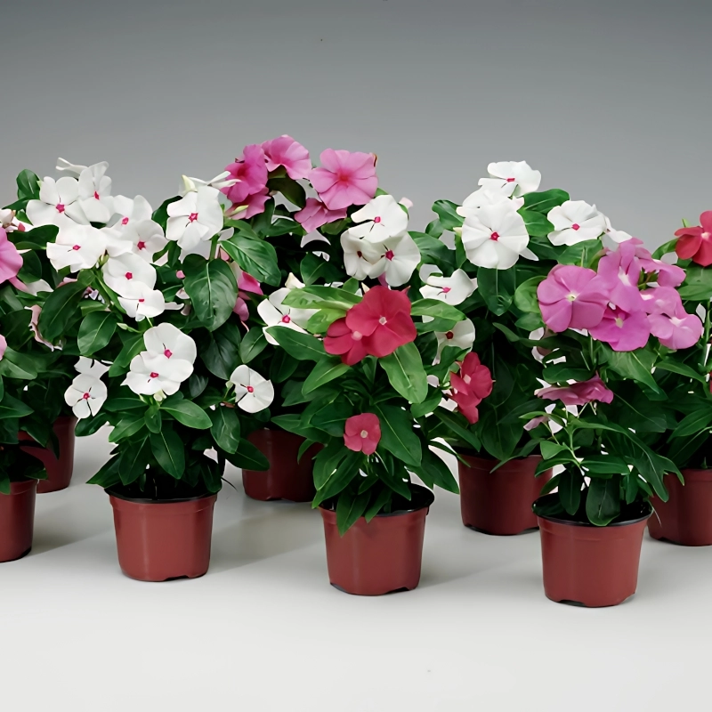Rozet%20Çiçeği%20Sarkan%20Seri%20Karışık%20Renk%20-%20Saksılık%205%20Tohum