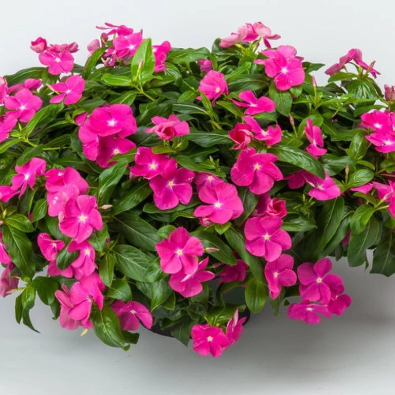 Rozet%20Çiçeği%20Sarkan%20Seri%20Lila%20Renk%20-%20Saksılık%205%20Tohum