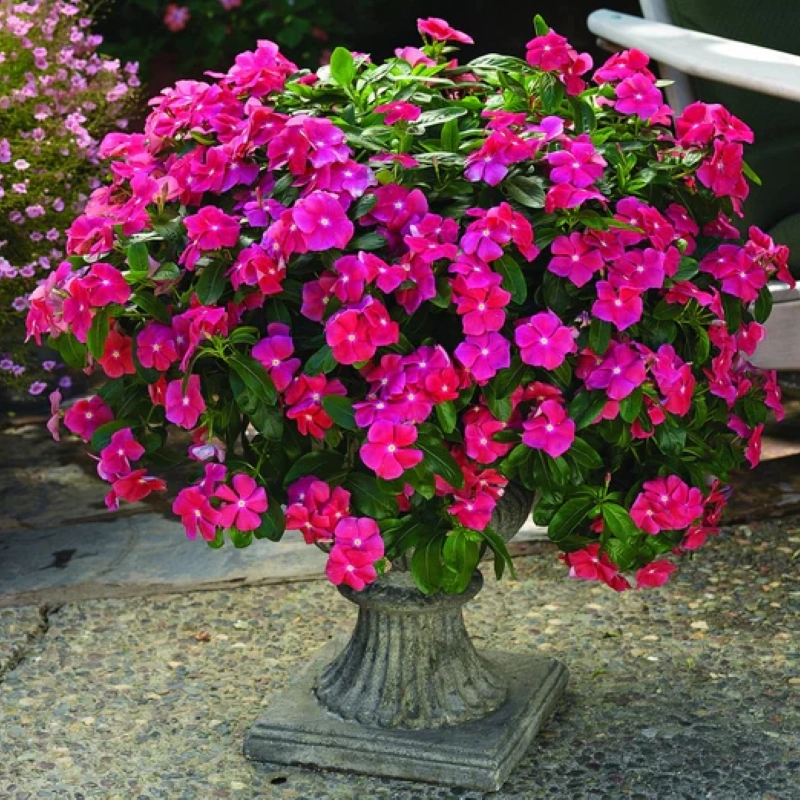 Rozet%20Çiçeği%20Sarkan%20Seri%20Lila%20Renk%20-%20Saksılık%205%20Tohum