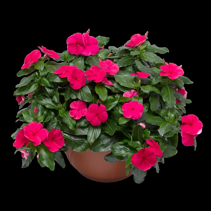 Rozet%20Çiçeği%20Sarkan%20Seri%20Punch%20Renk%20-%20Saksılık%205%20Tohum