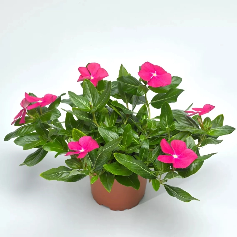Rozet%20Çiçeği%20Sarkan%20Seri%20Viyolet%20Renk%20-%20Saksılık%205%20Tohum